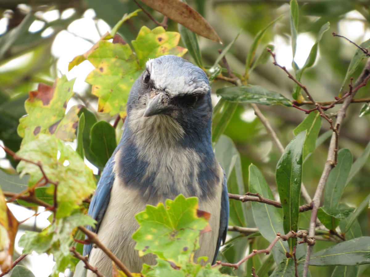 Florida Scrub-Jay - ML291007041