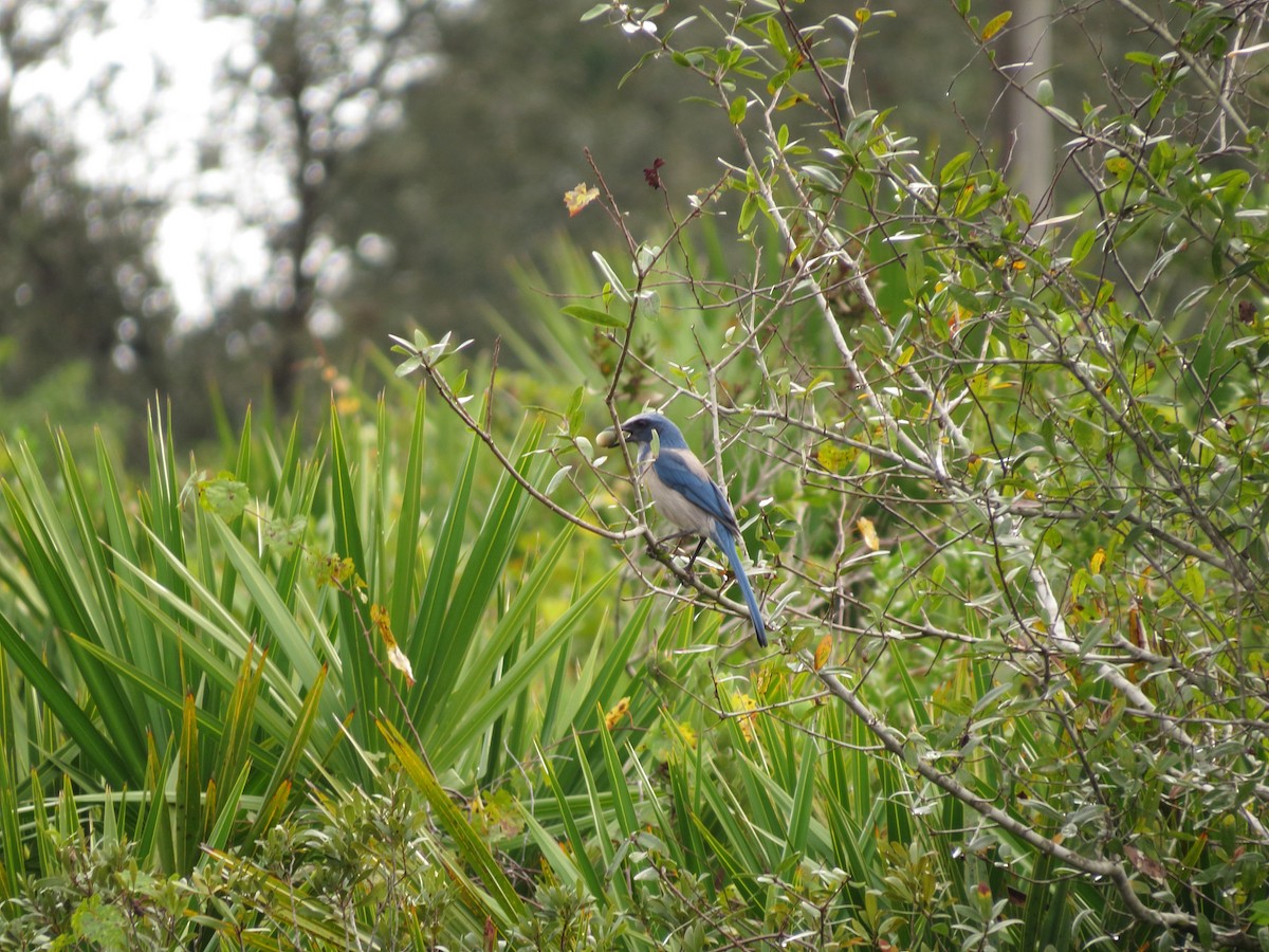 Florida Scrub-Jay - Gabriel Gonzalez