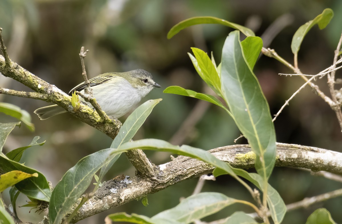 Mistletoe Tyrannulet - Marky Mutchler