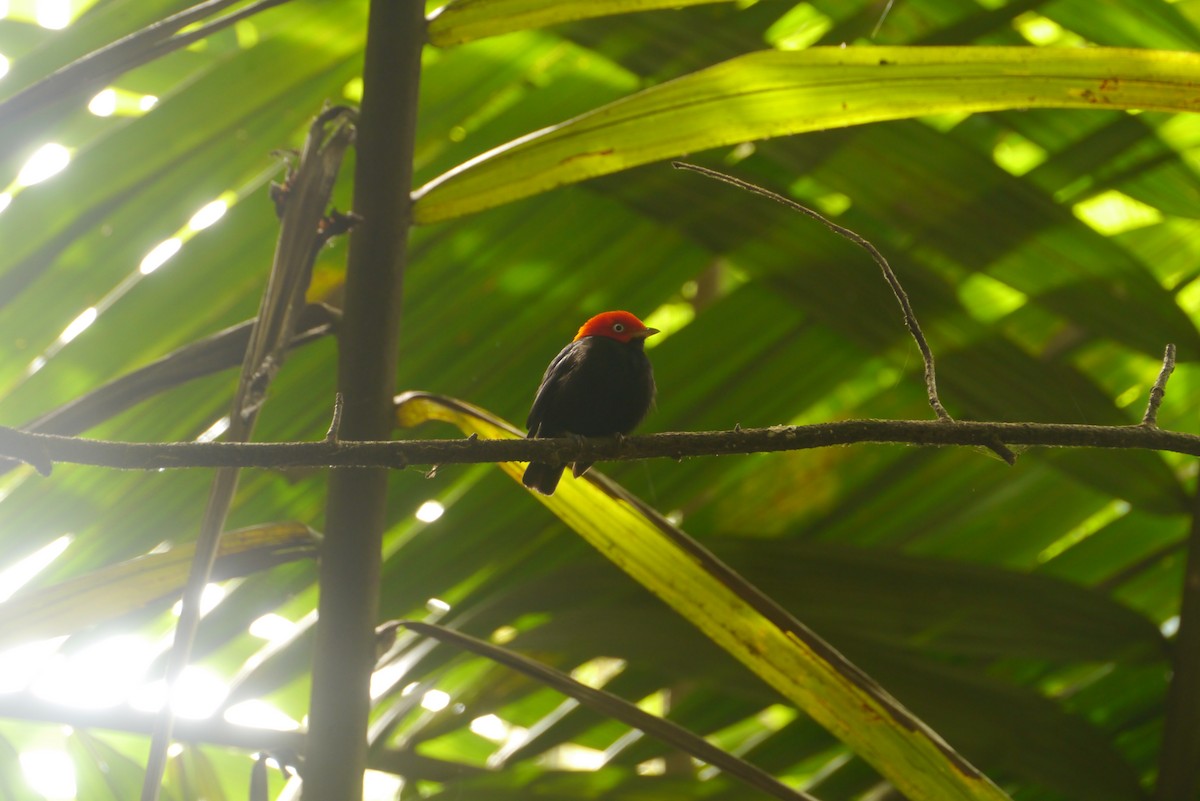 Red-capped Manakin - ML291007521