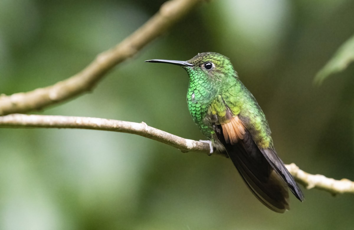 Stripe-tailed Hummingbird - ML291007611