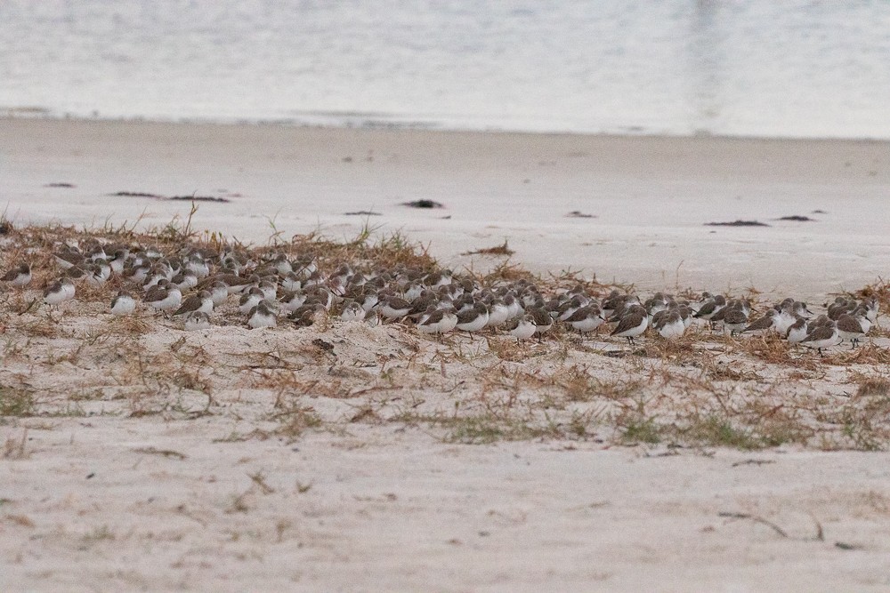 Western Sandpiper - Sandy Townsend