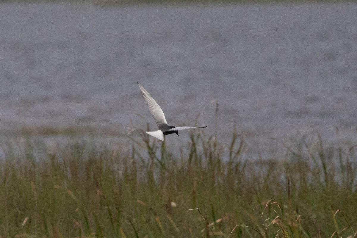 White-winged Tern - ML291009391