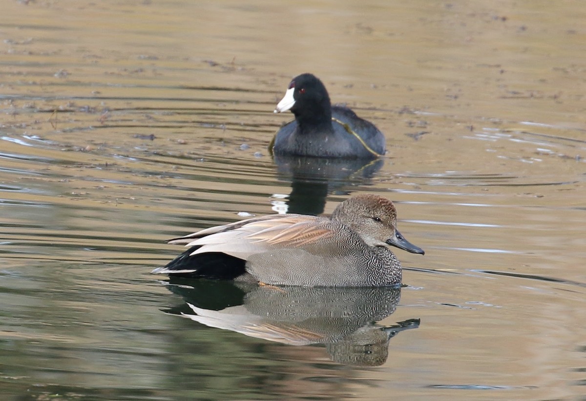 Gadwall - Lindsey Mitchell