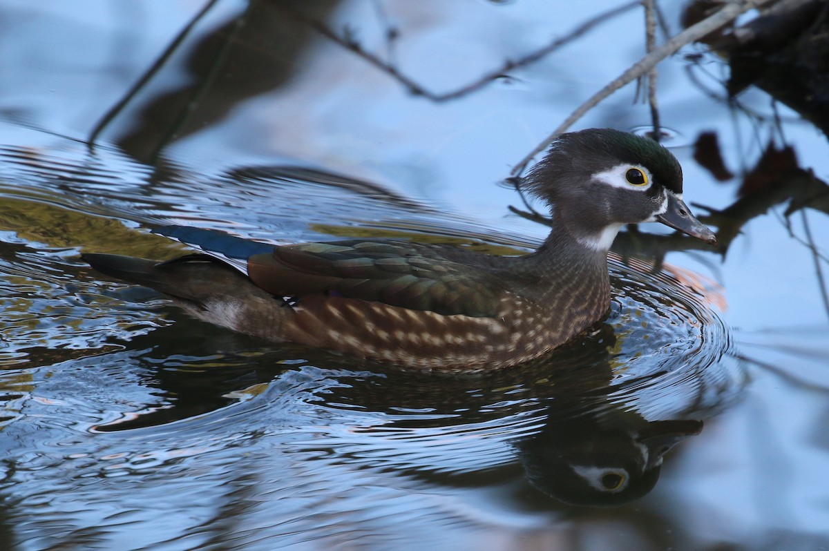 Wood Duck - Lindsey Mitchell
