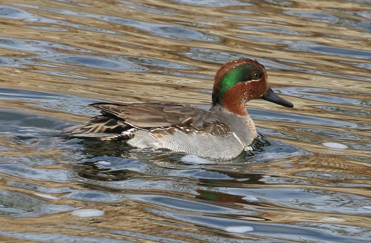 Green-winged Teal - ML291012911