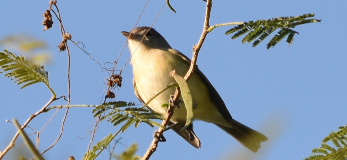 Bell's Vireo - ML291015211