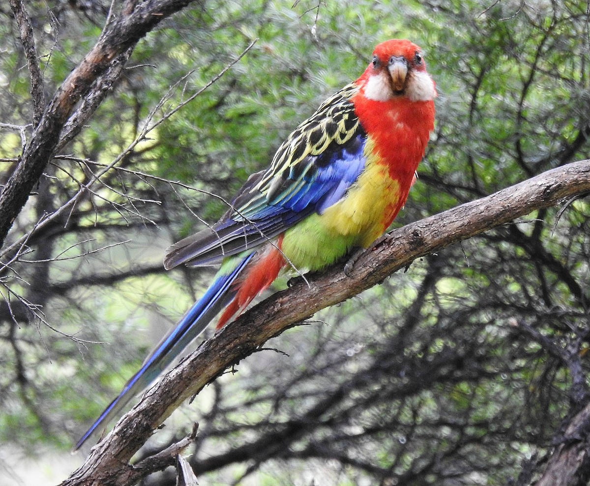 Eastern Rosella - ML291015601