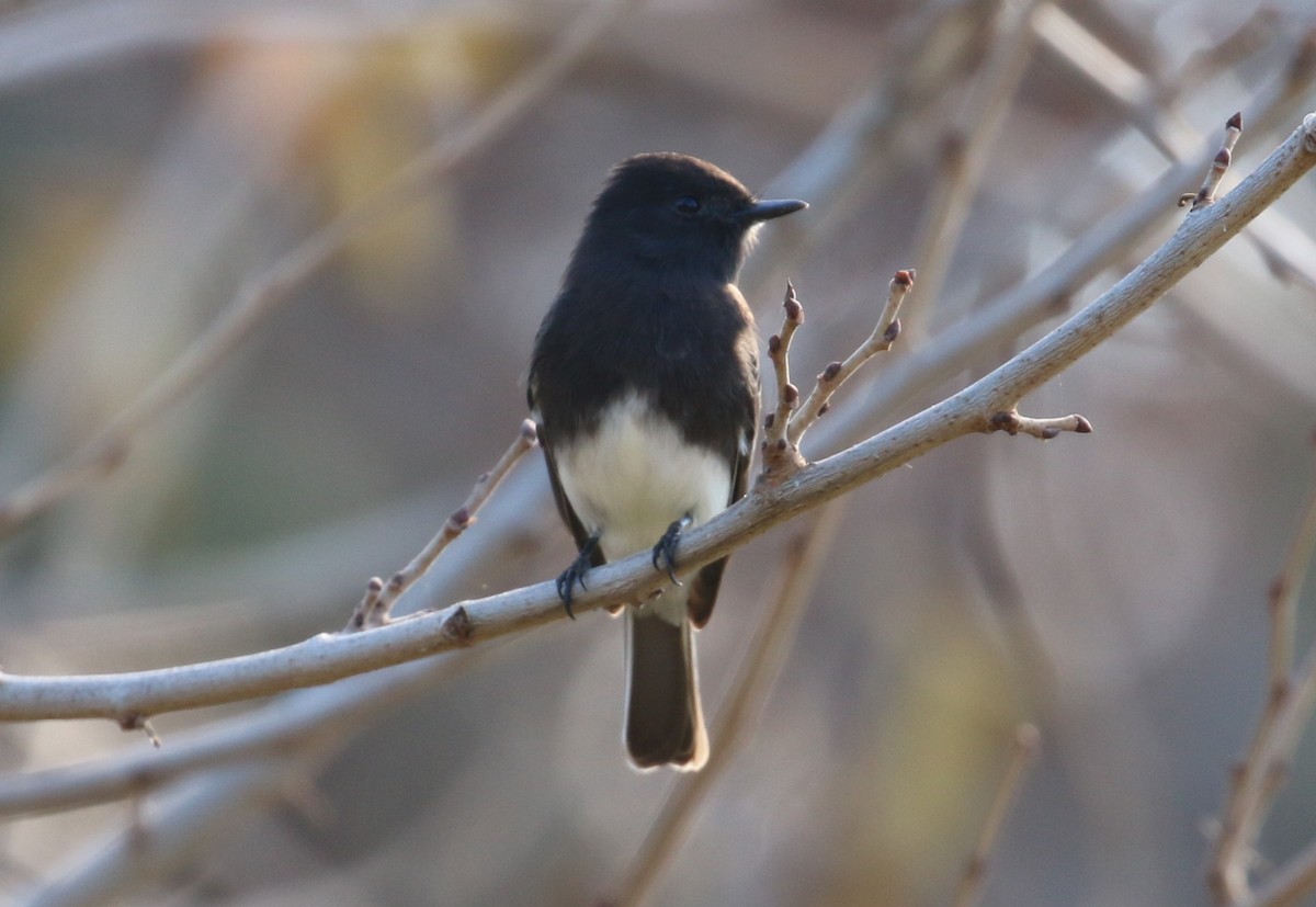 Black Phoebe - Lindsey Mitchell