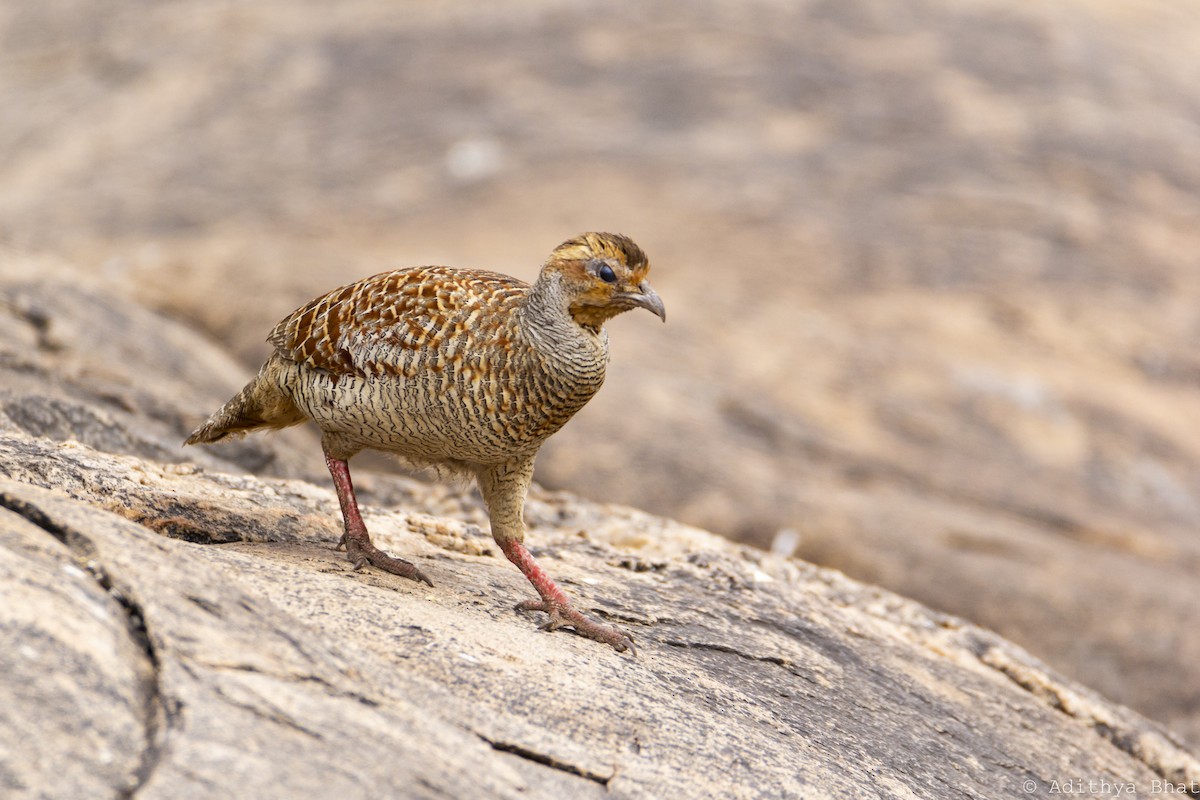 Gray Francolin - ML291016471