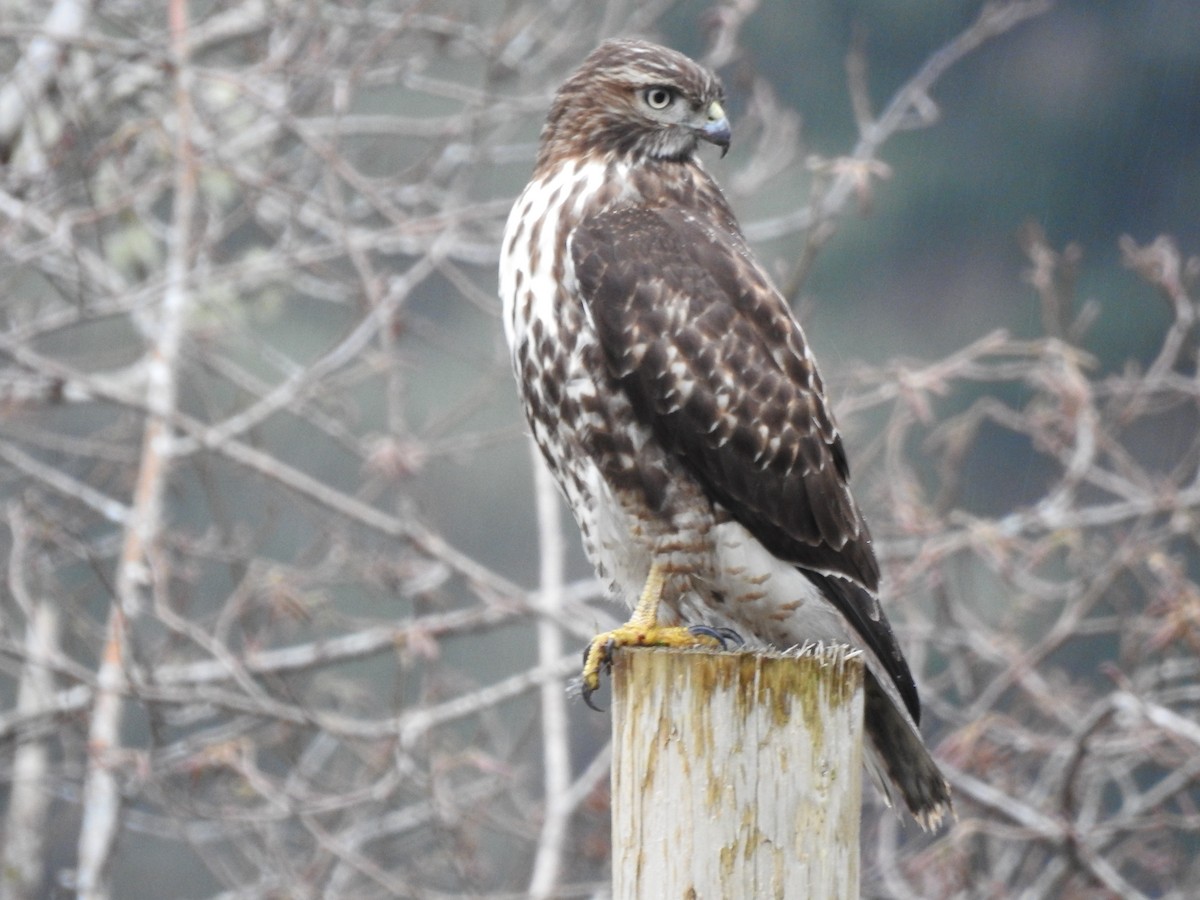 Red-tailed Hawk - ML291016691