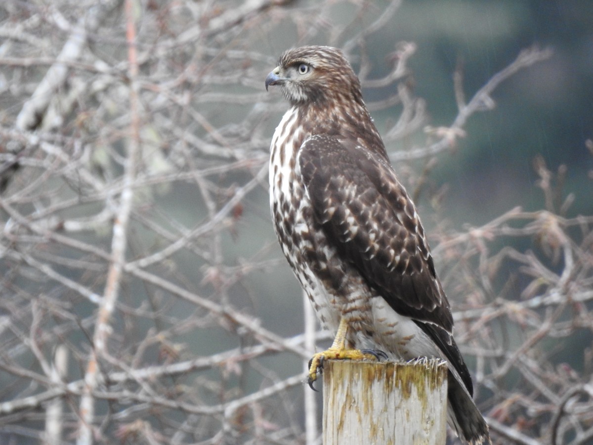 Red-tailed Hawk - ML291016711