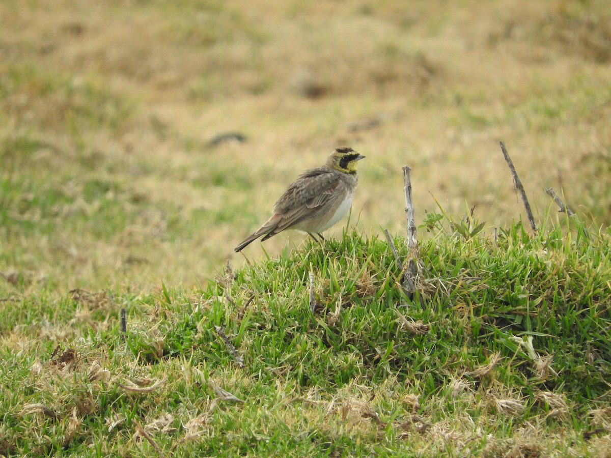 Horned Lark (Mexican) - ML291016731