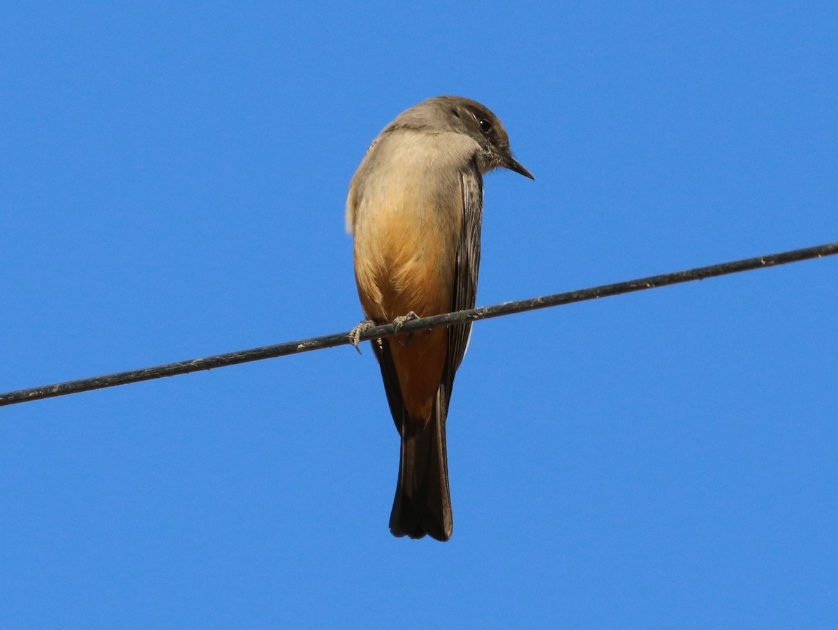 Say's Phoebe - ML291018011