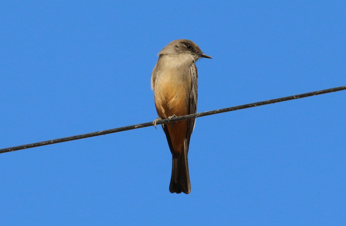 Mosquero Llanero - ML291018031