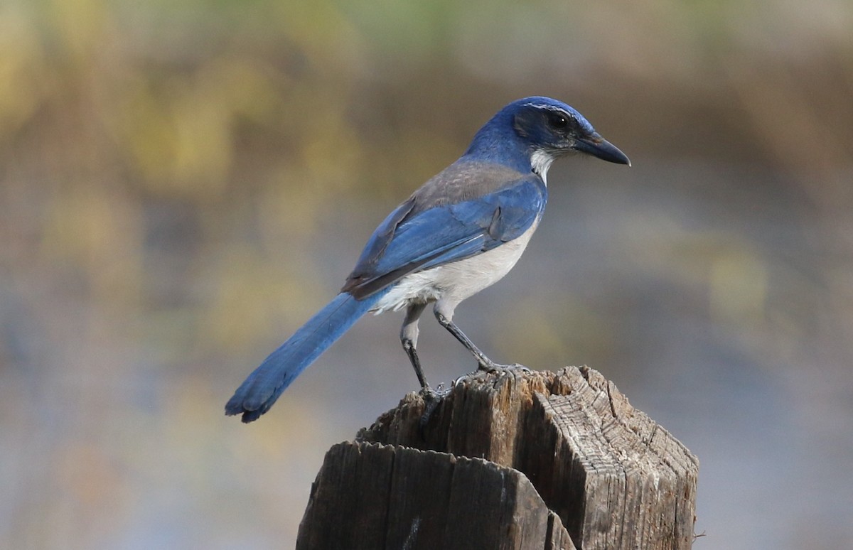 California Scrub-Jay - Lindsey Mitchell