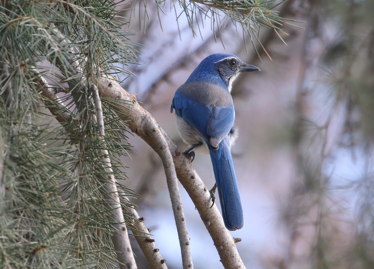 California Scrub-Jay - ML291018321