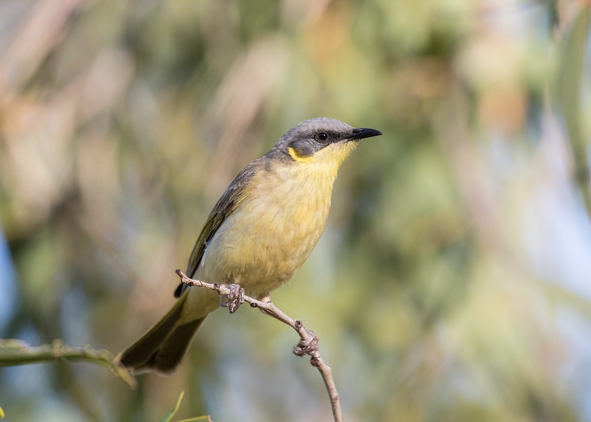 Gray-headed Honeyeater - Jill Duncan &  Ken Bissett