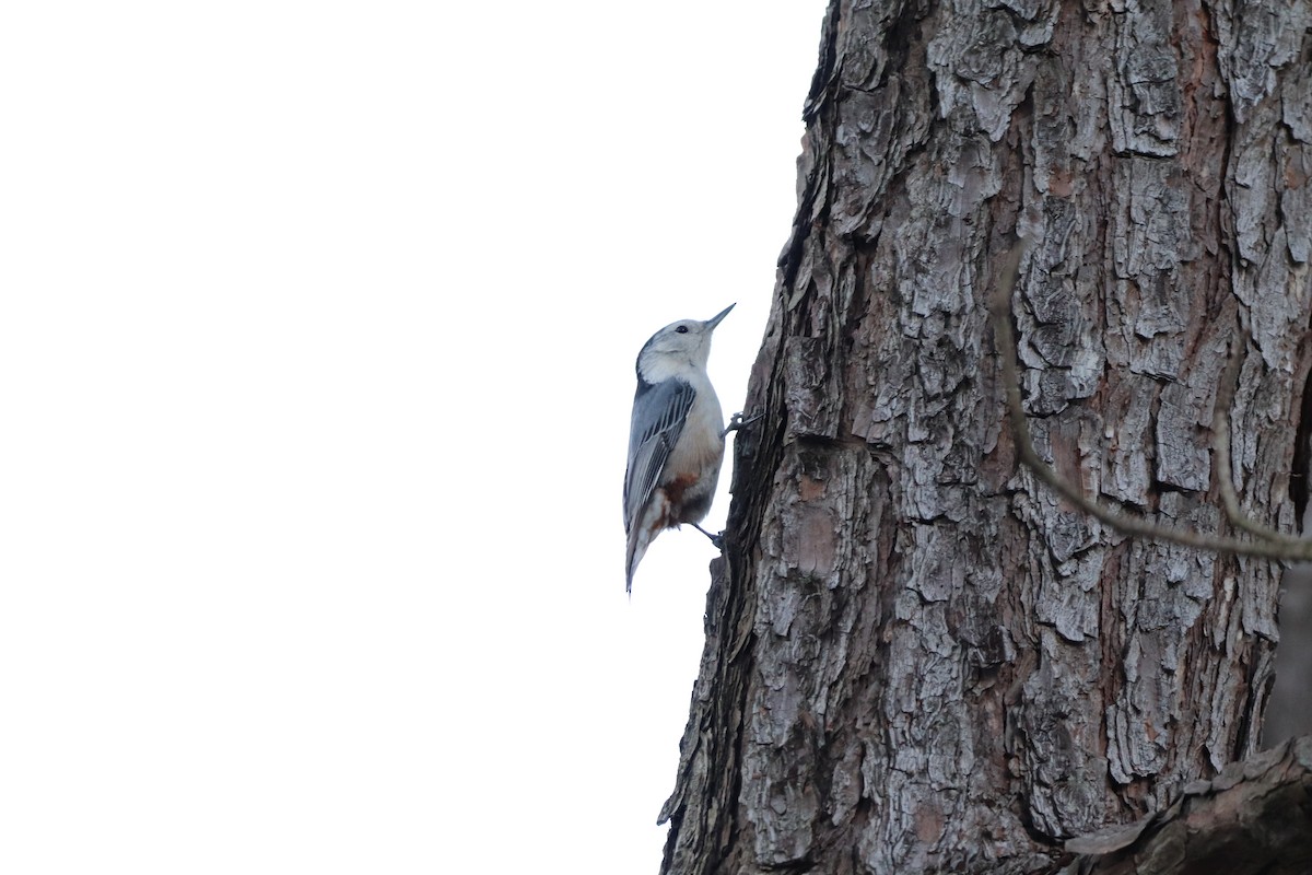 White-breasted Nuthatch - ML291018541