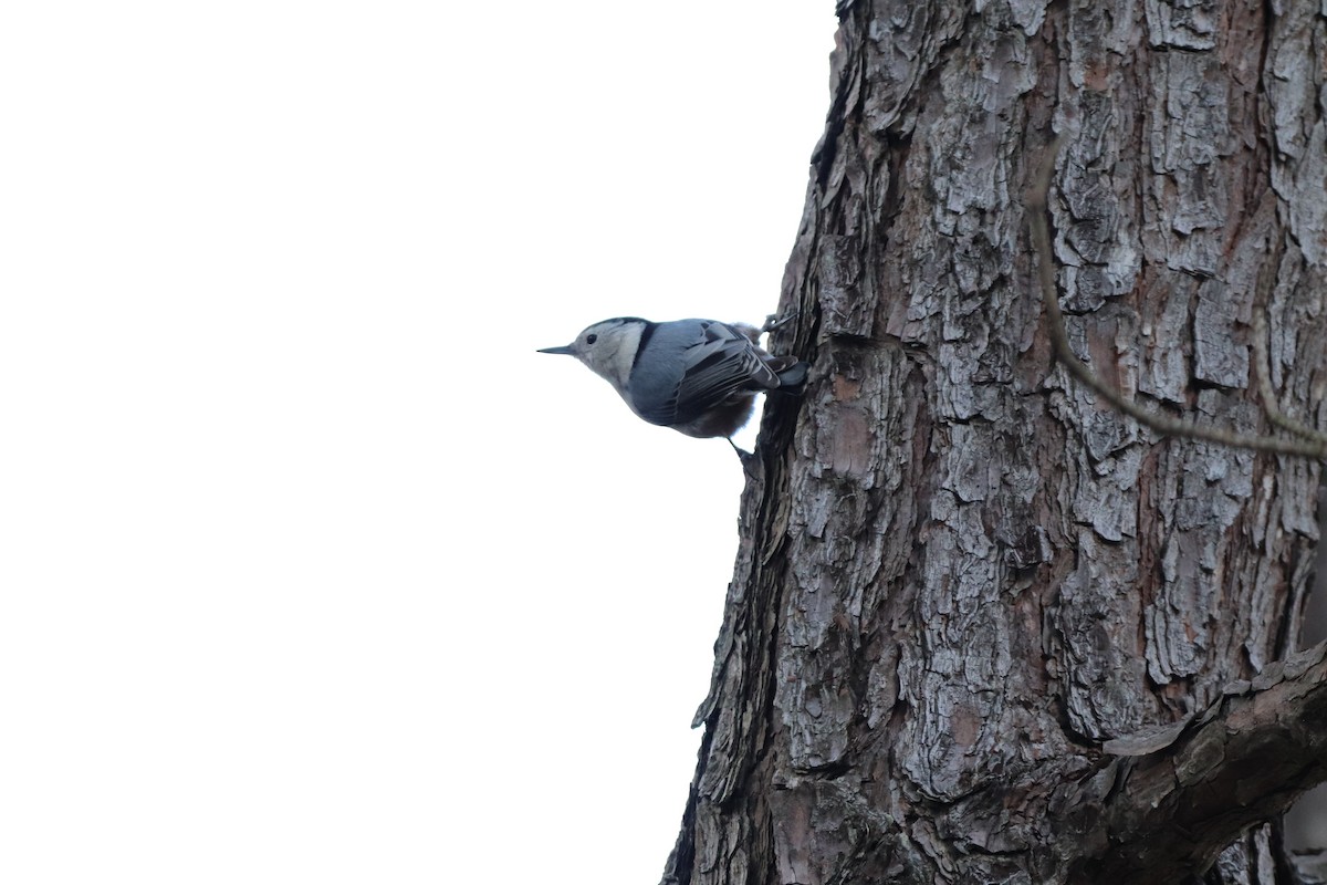 White-breasted Nuthatch - ML291018551