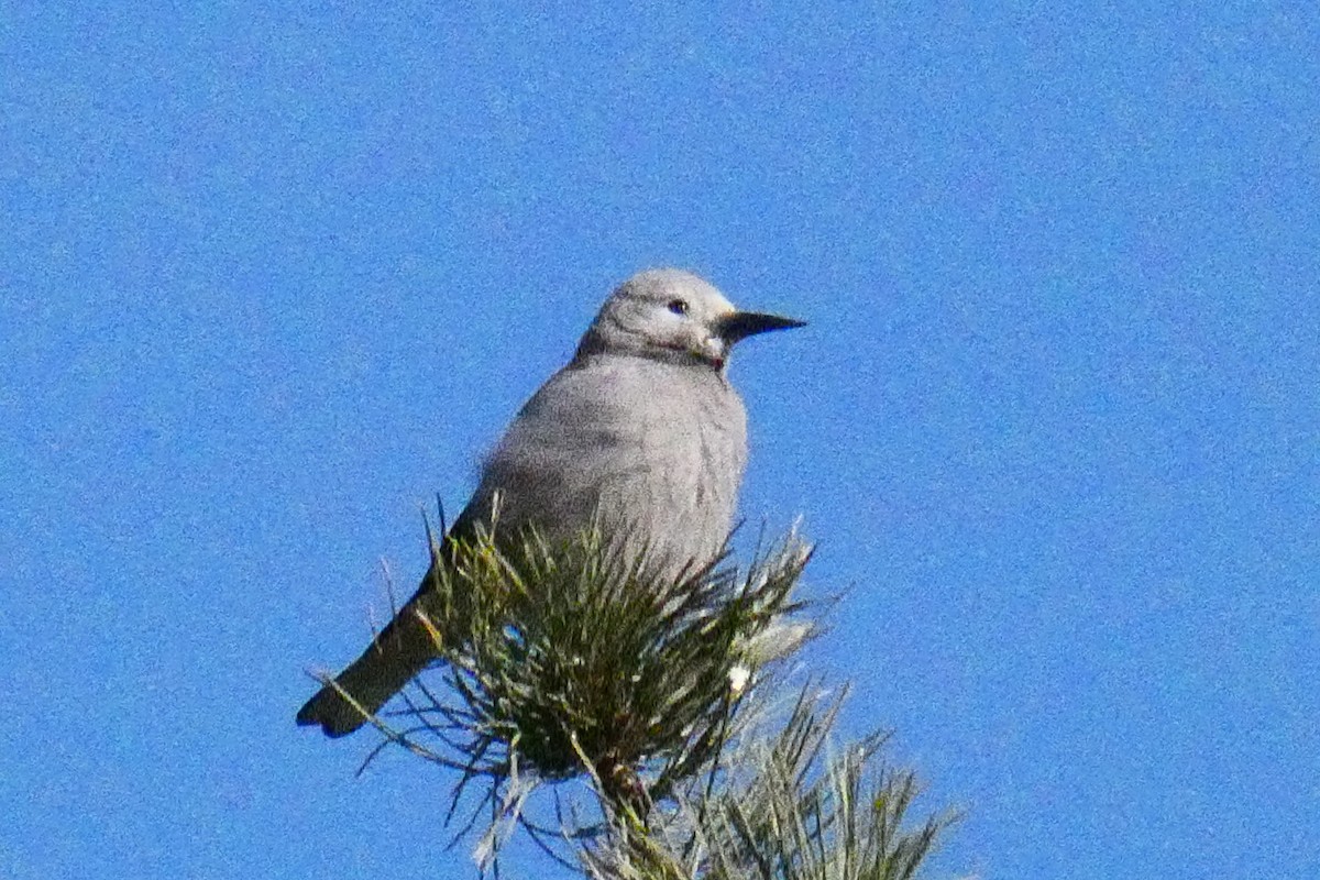 Clark's Nutcracker - ML291018761