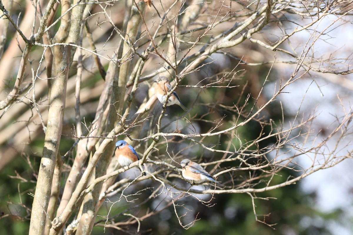 Eastern Bluebird - ML291019091