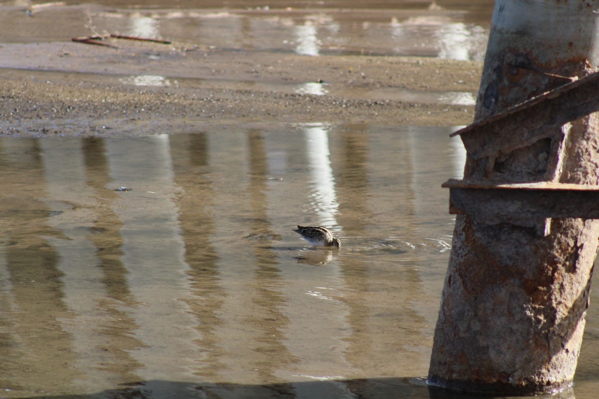 Wilson's Snipe - ML291019111