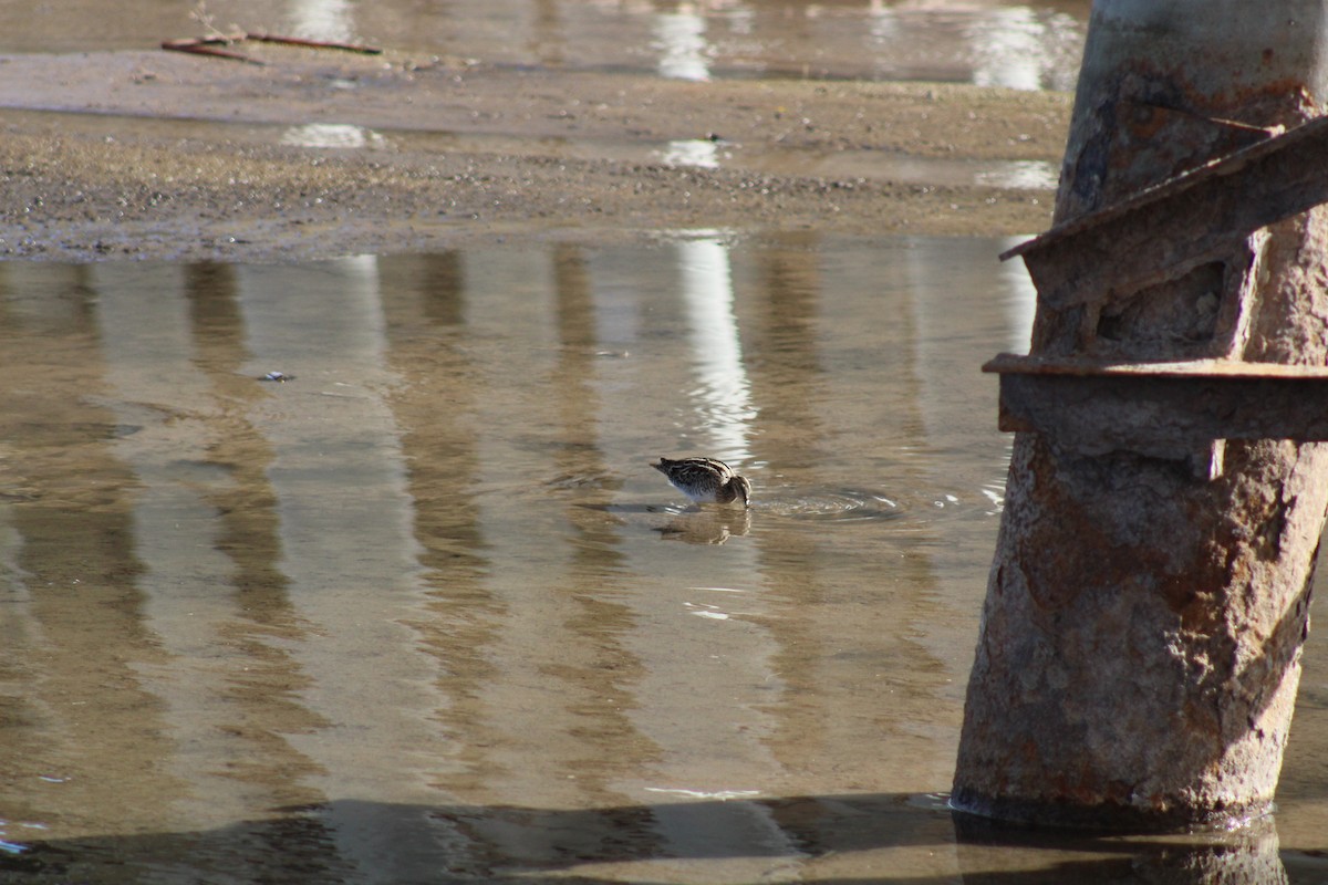 Wilson's Snipe - ML291019121