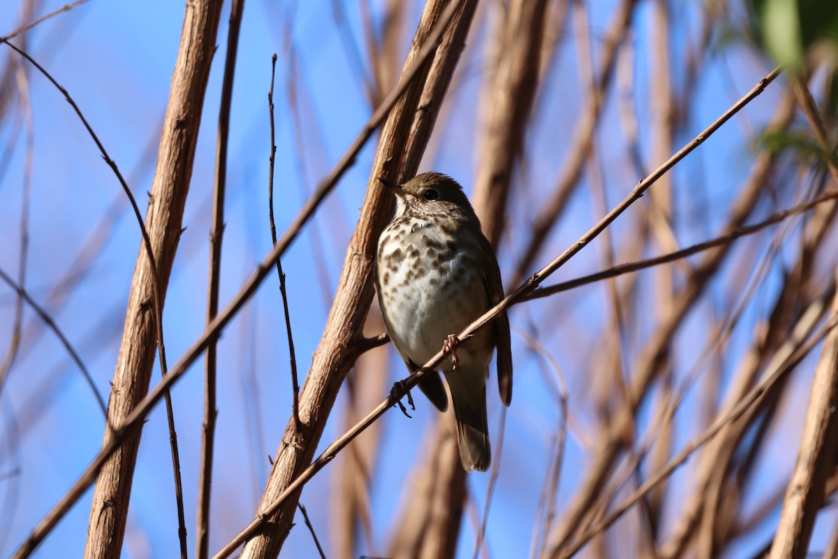 Hermit Thrush - ML291019131