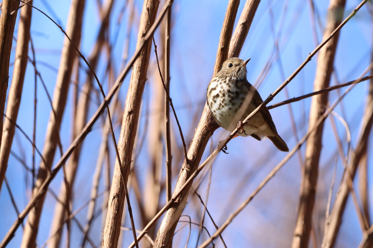 Hermit Thrush - ML291019141