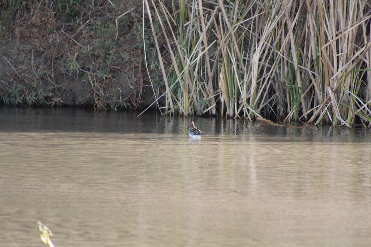 Wilson's Snipe - ML291019331