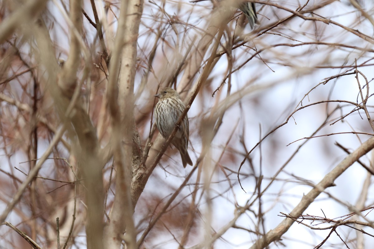 Pine Siskin - ML291019441