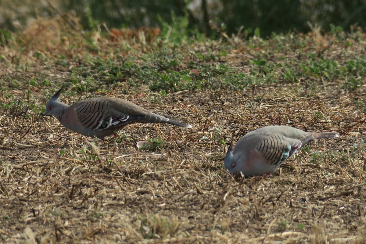 Crested Pigeon - ML291019461