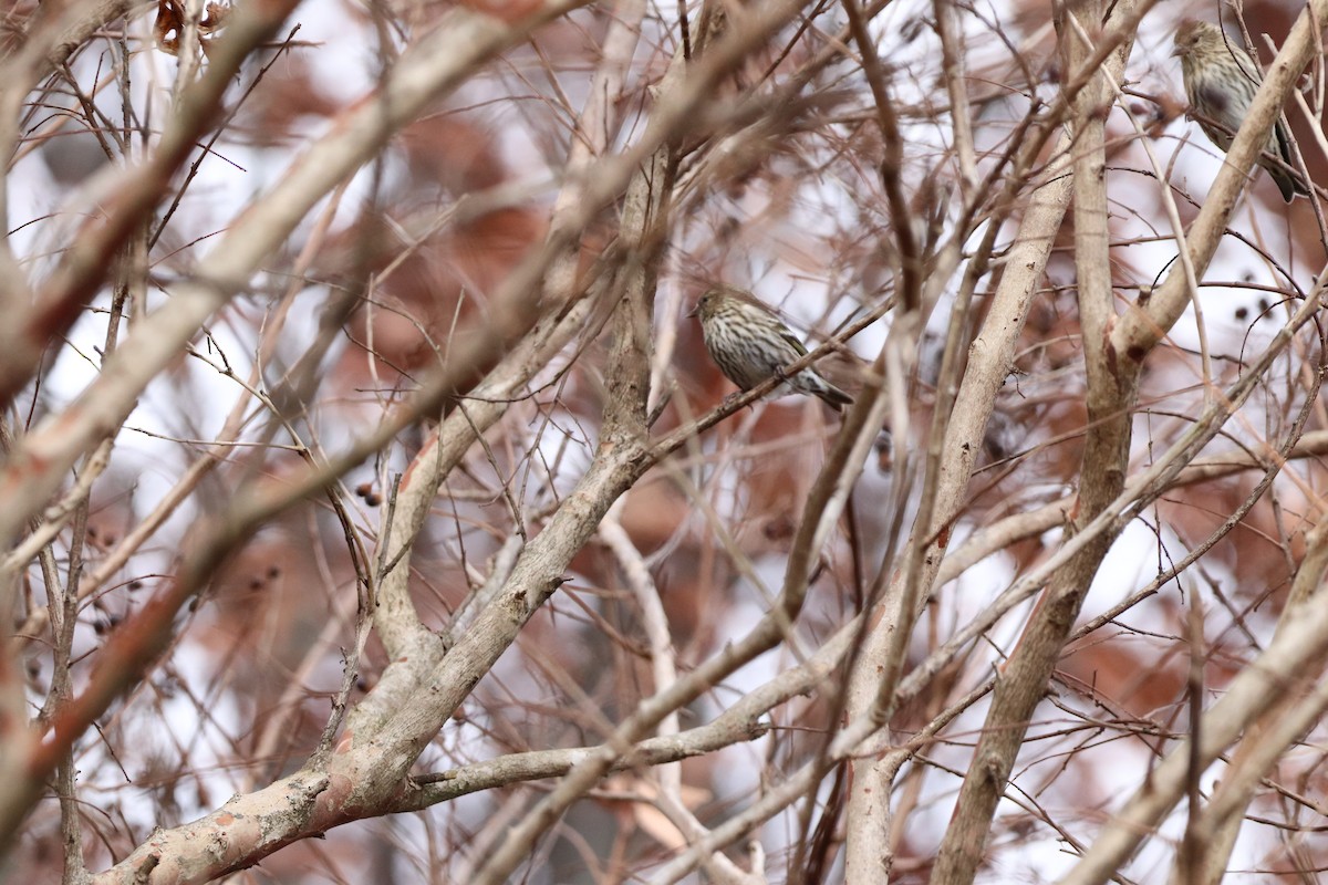 Pine Siskin - ML291019721