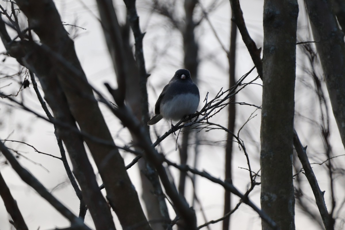 Junco Ojioscuro - ML291020541