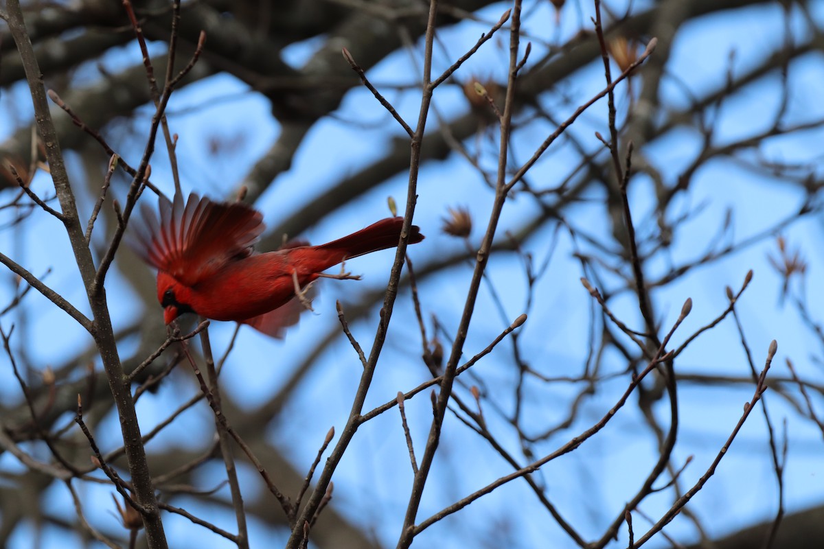 Northern Cardinal - ML291020731