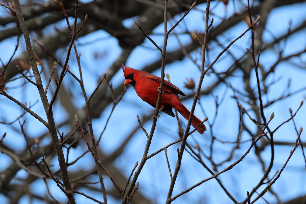 Northern Cardinal - ML291020741