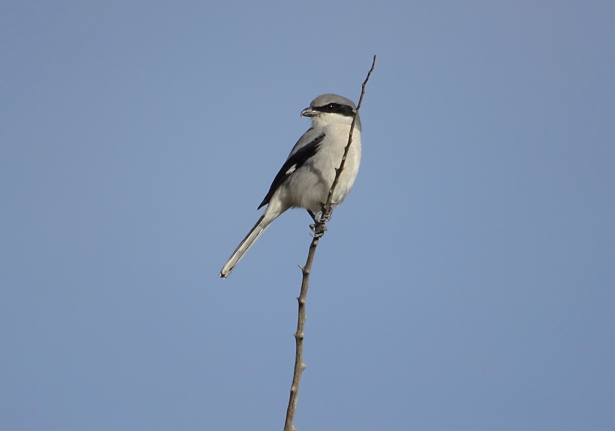 Loggerhead Shrike - ML291023891