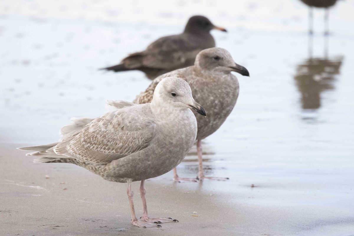 Glaucous-winged Gull - Peter Hawrylyshyn