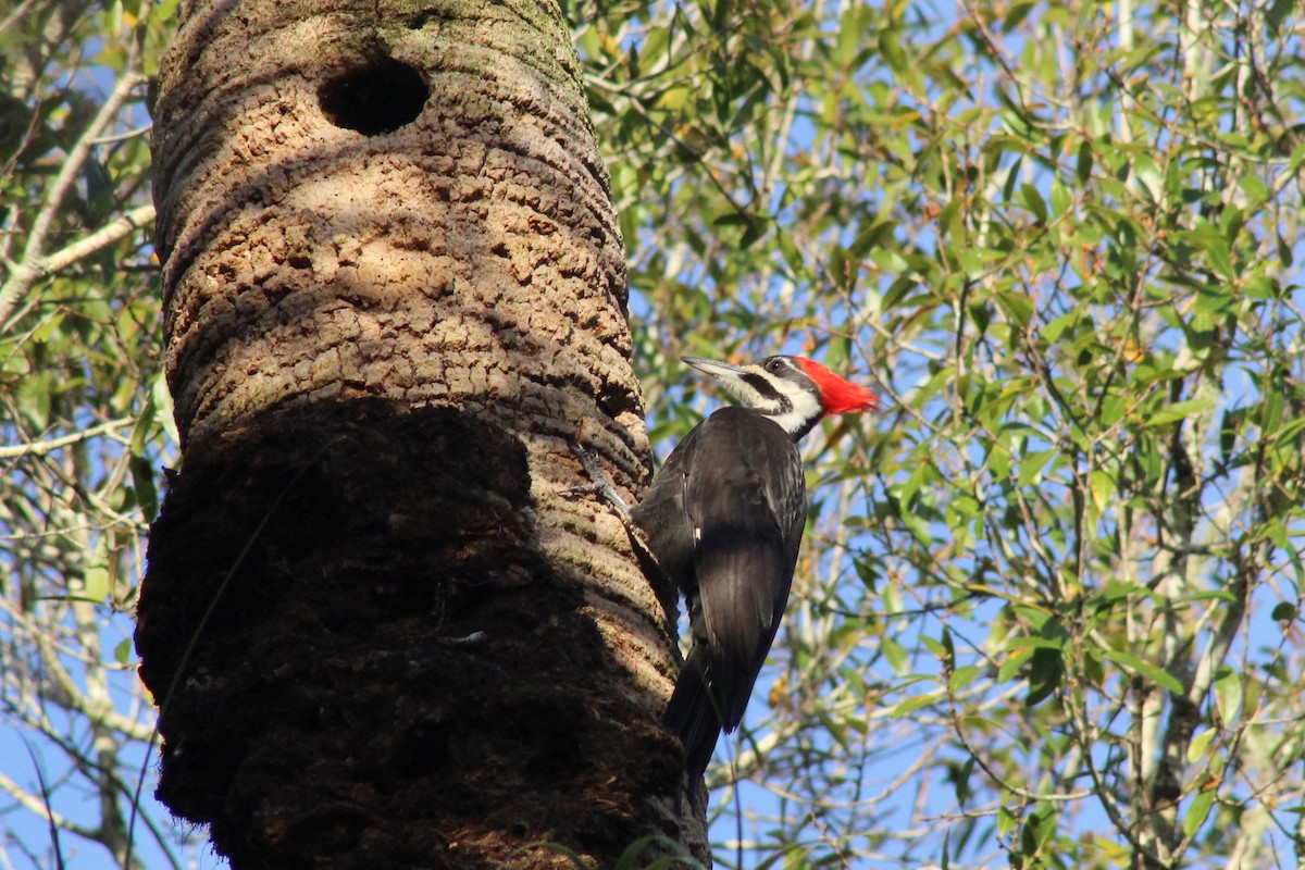 Pileated Woodpecker - David Rupp