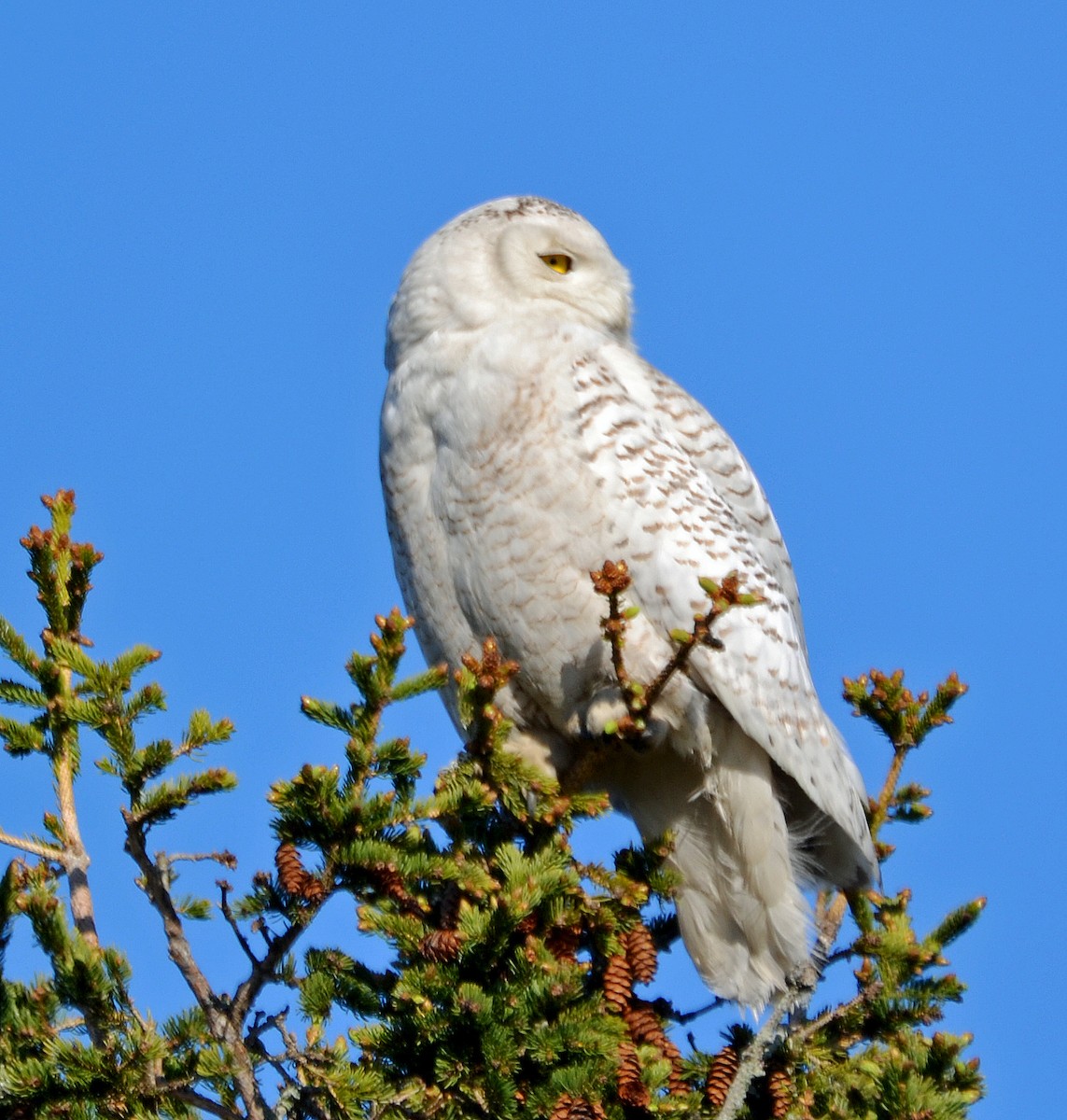 Snowy Owl - Michael J Good