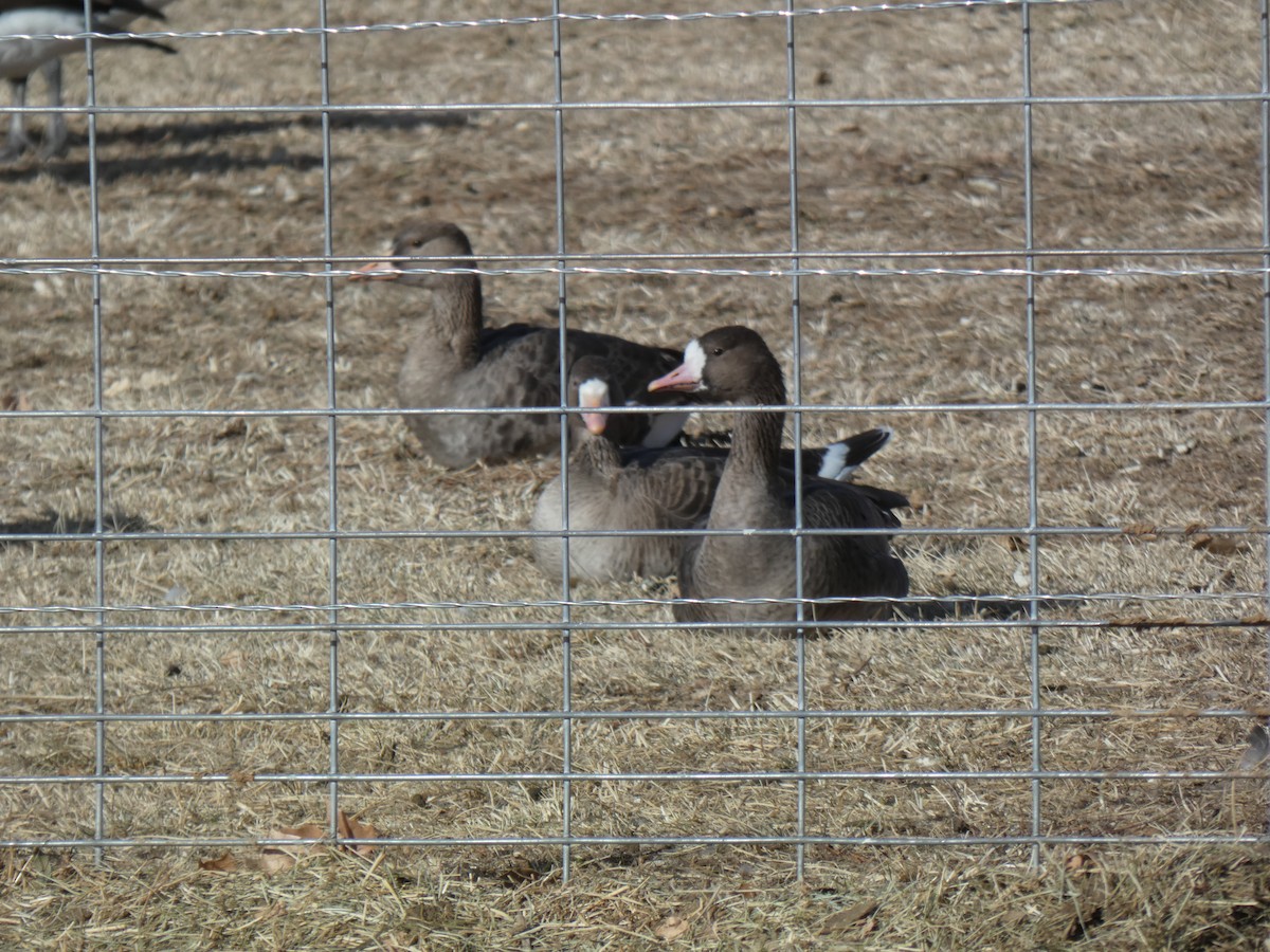 Greater White-fronted Goose - ML291029901