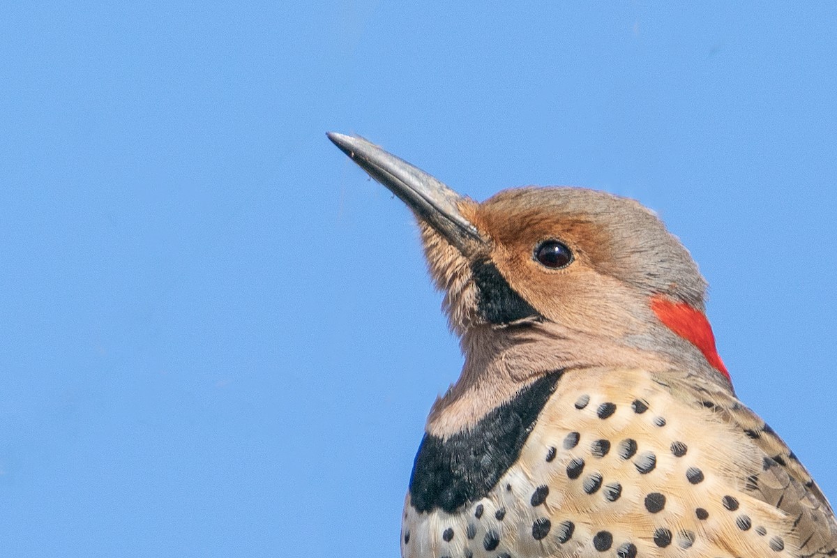 Northern Flicker - Bill Wood