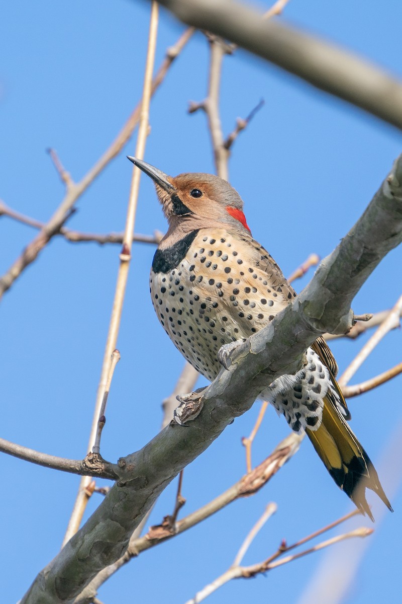 Northern Flicker - ML291030651