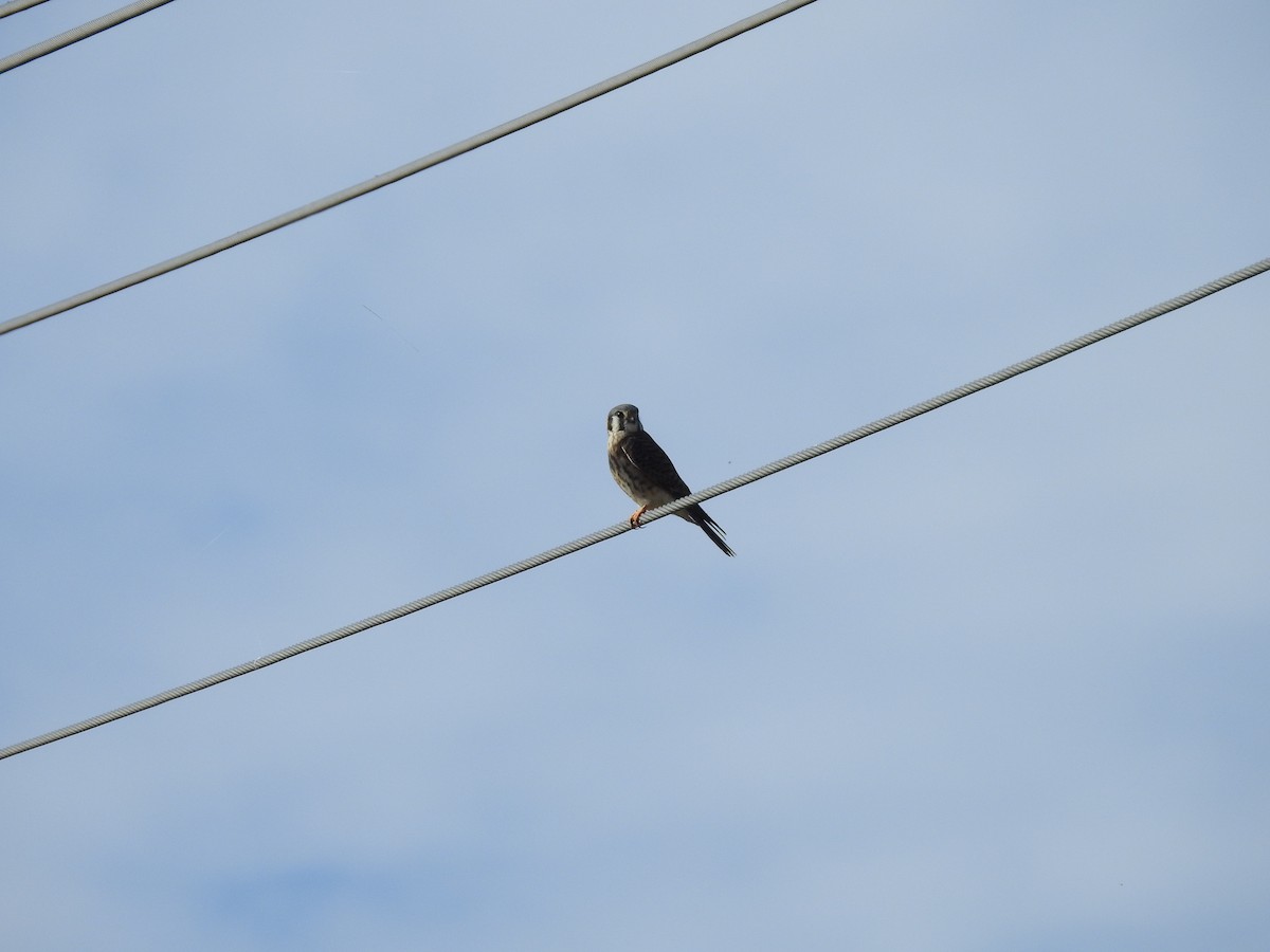 American Kestrel - ML291032151