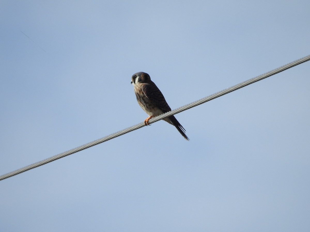 American Kestrel - ML291032201