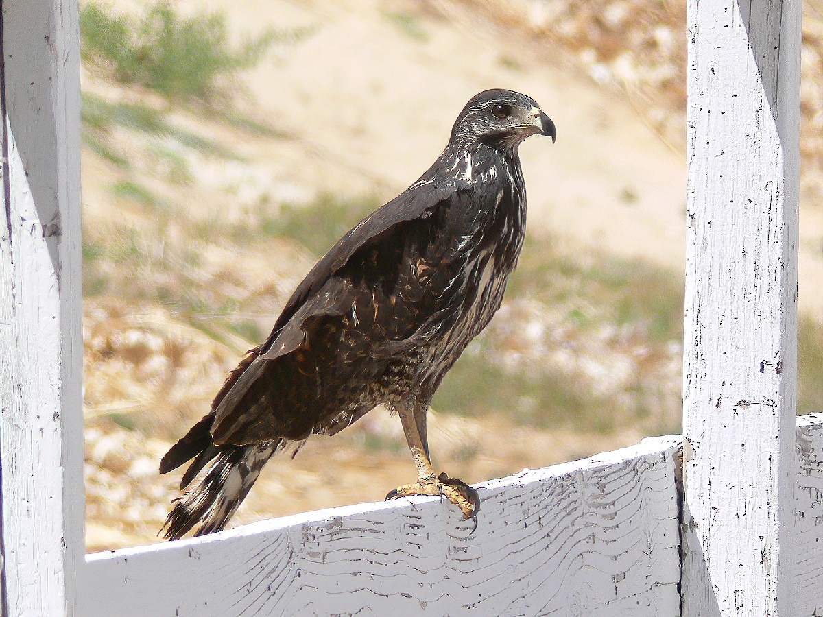 Common Black Hawk - Steve Sosensky