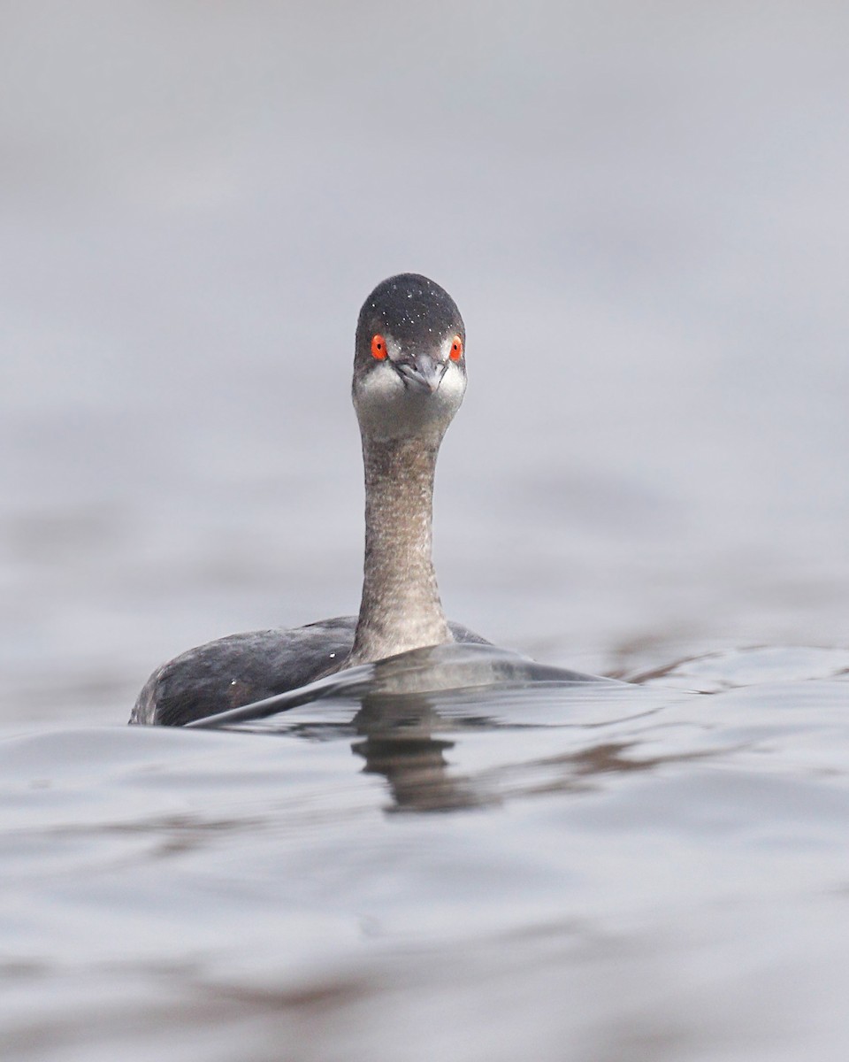 Eared Grebe - Ryan Schain