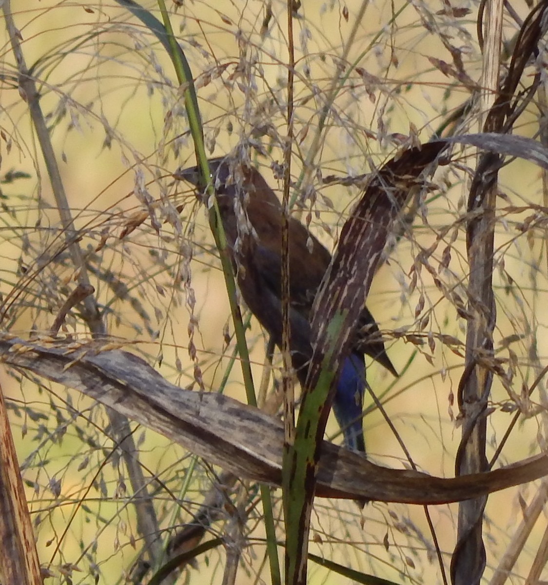 Varied Bunting - Eric Hough