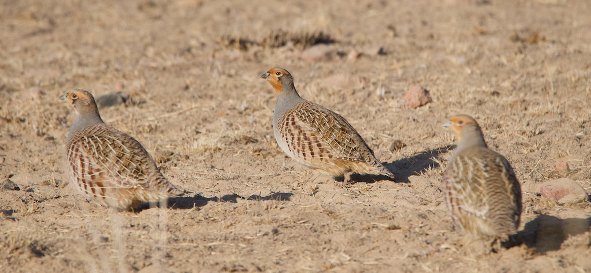 Daurian Partridge - Louis-Philippe Campeau